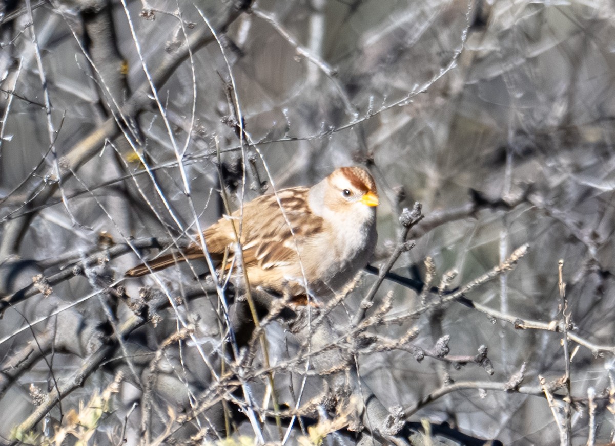 White-crowned Sparrow - ML646317220