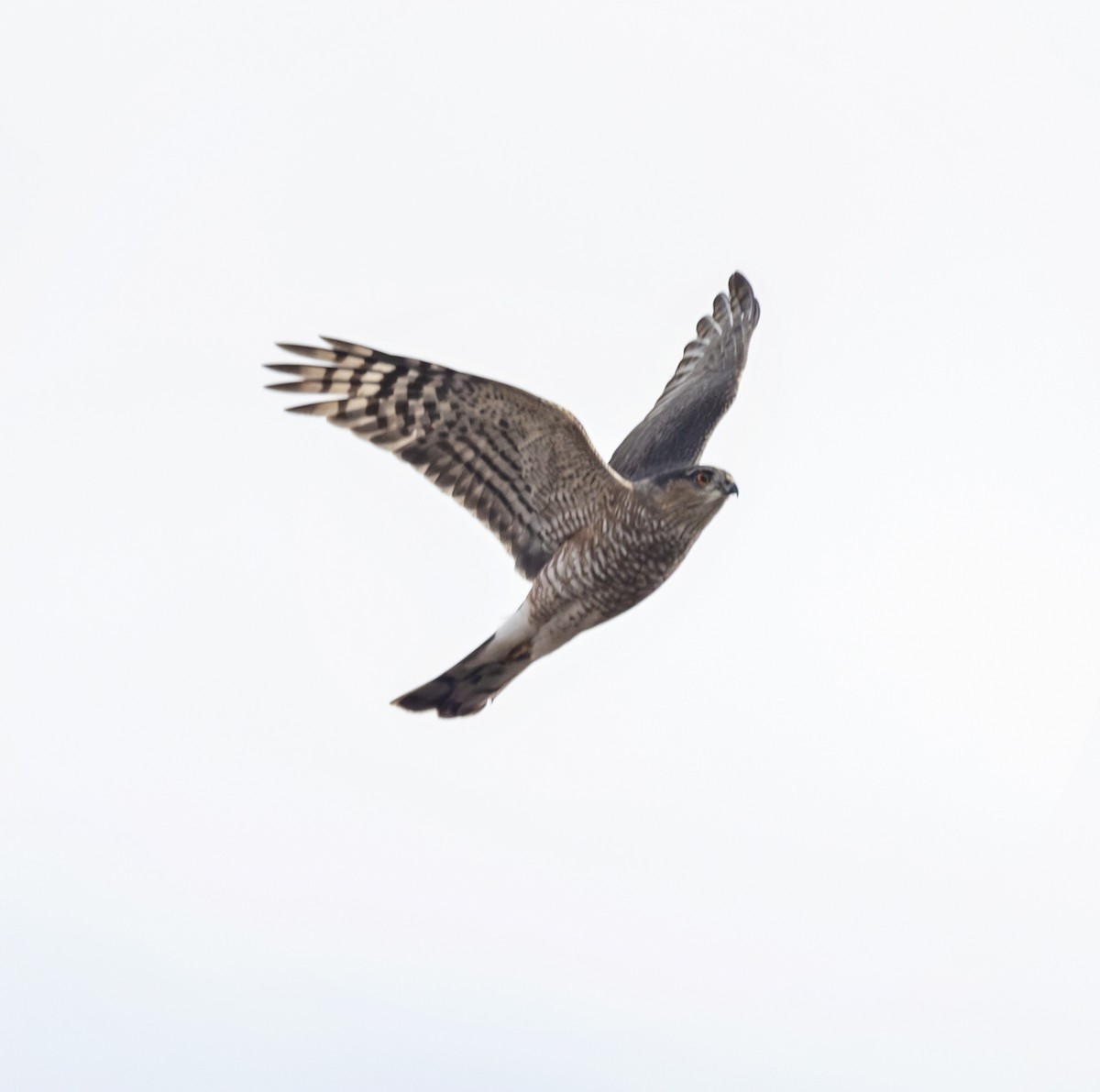 Gavilán Americano - ML646317221