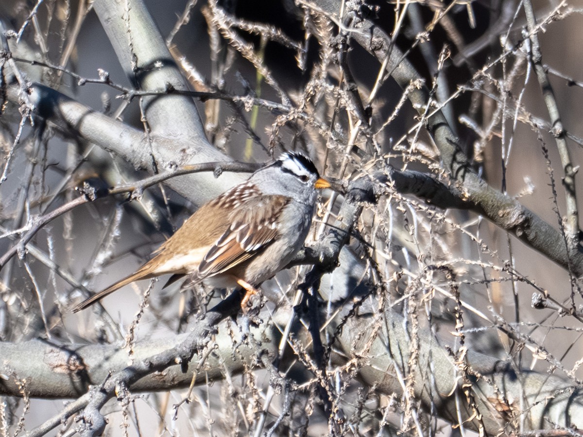 White-crowned Sparrow - ML646317222