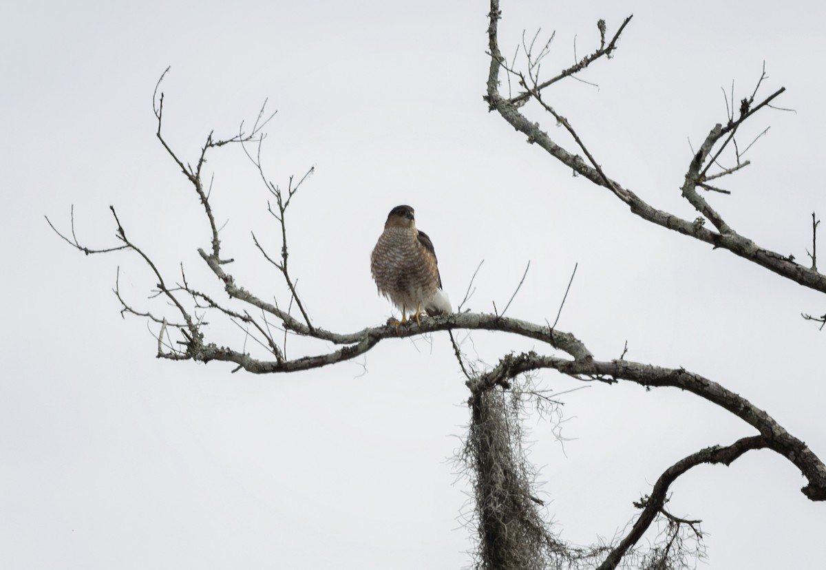 Gavilán Americano - ML646317223