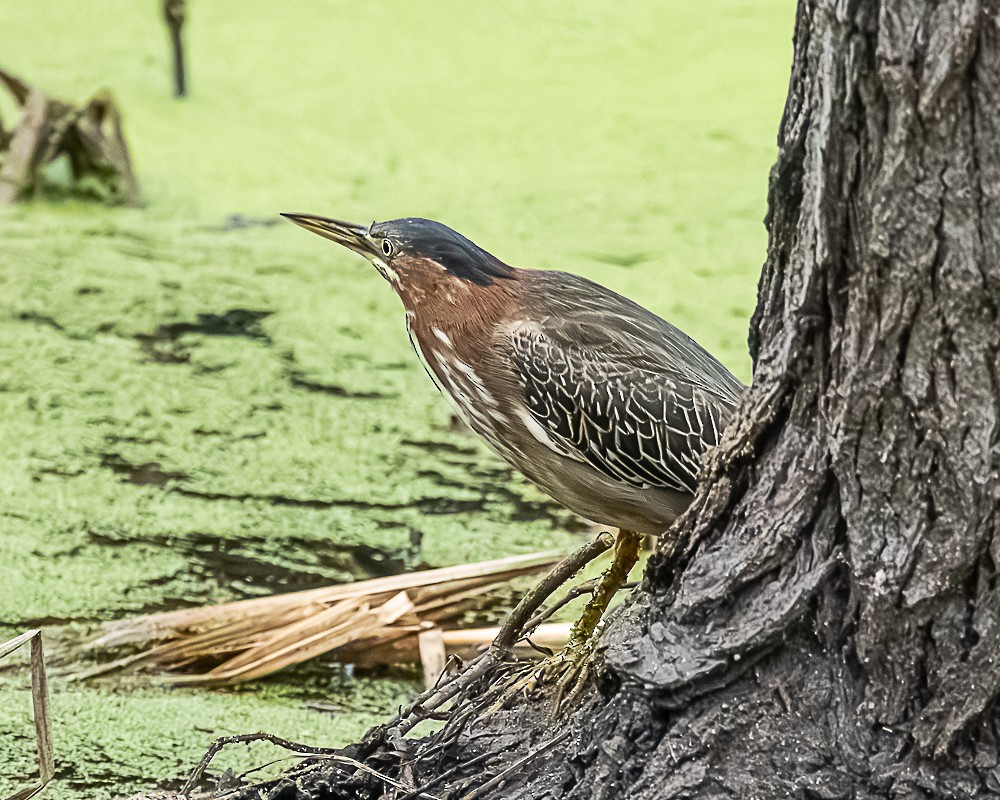 volavka zelenavá - ML646317226