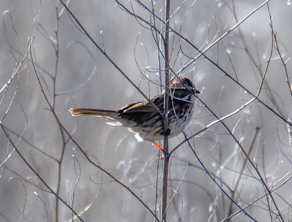 Song Sparrow - ML646317228