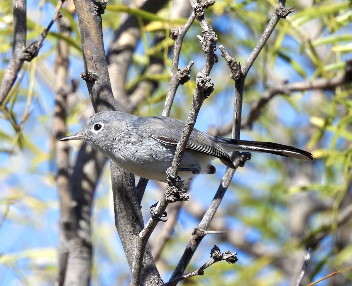 Blaumückenfänger - ML646317229