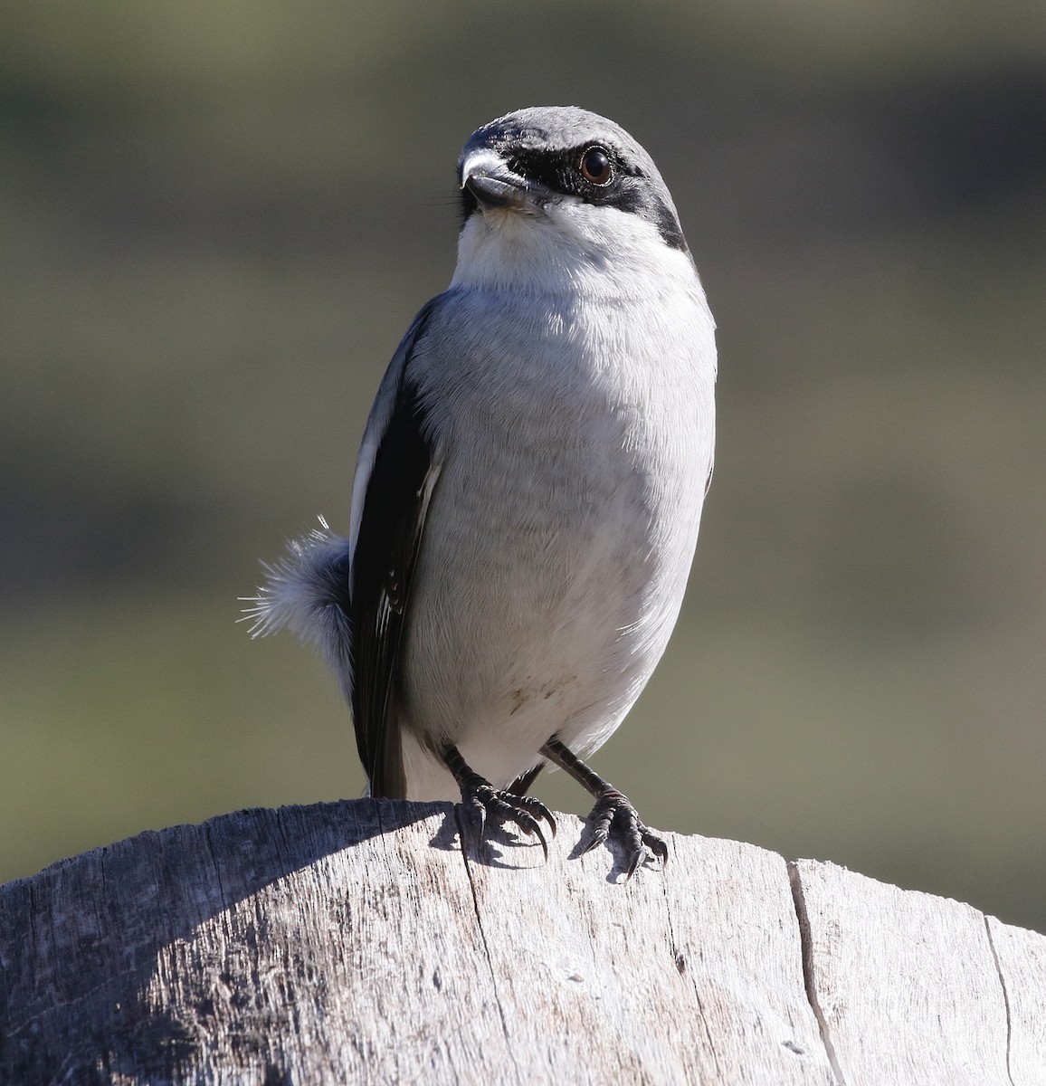 Loggerhead Shrike - ML646317230