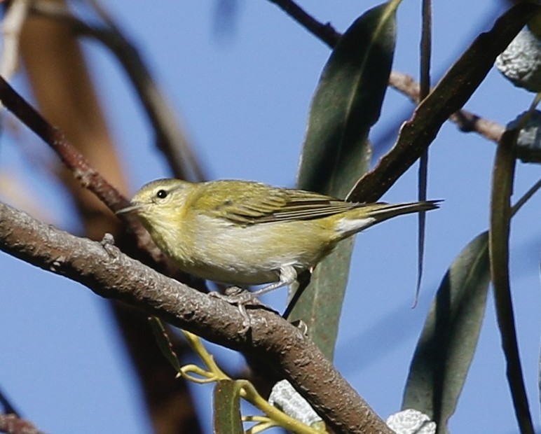 Tennessee Warbler - ML646317233
