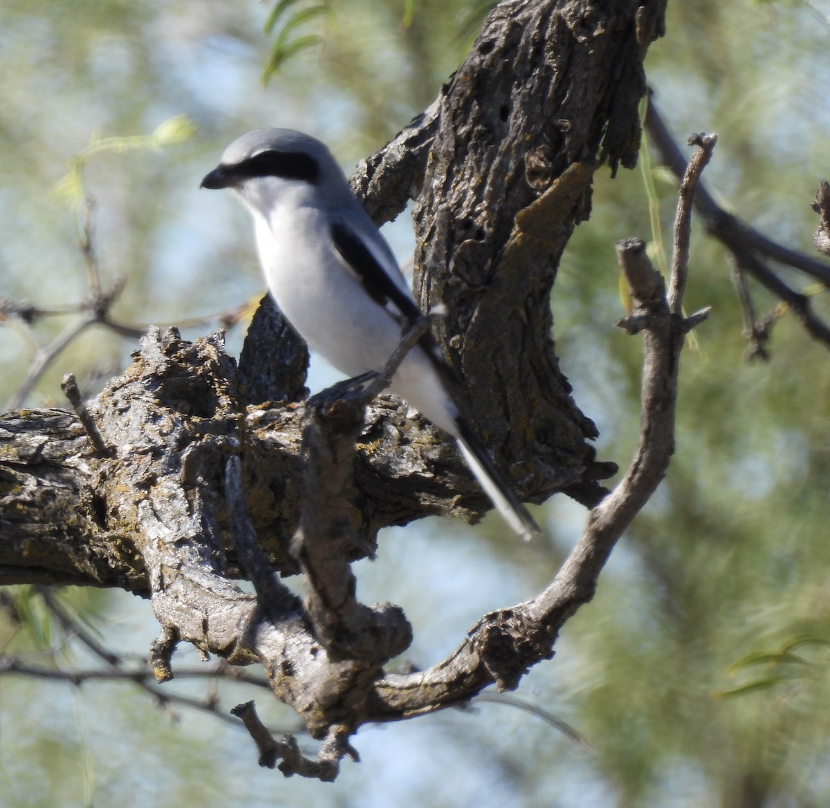 Louisianawürger - ML646317234