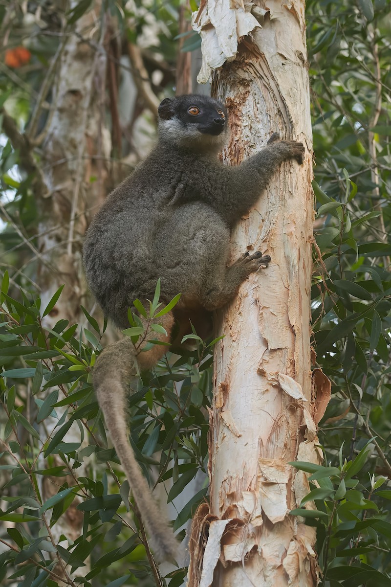 Common Brown Lemur - ML646317235