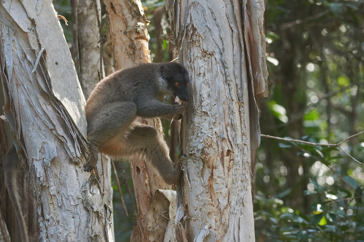 Common Brown Lemur - ML646317236