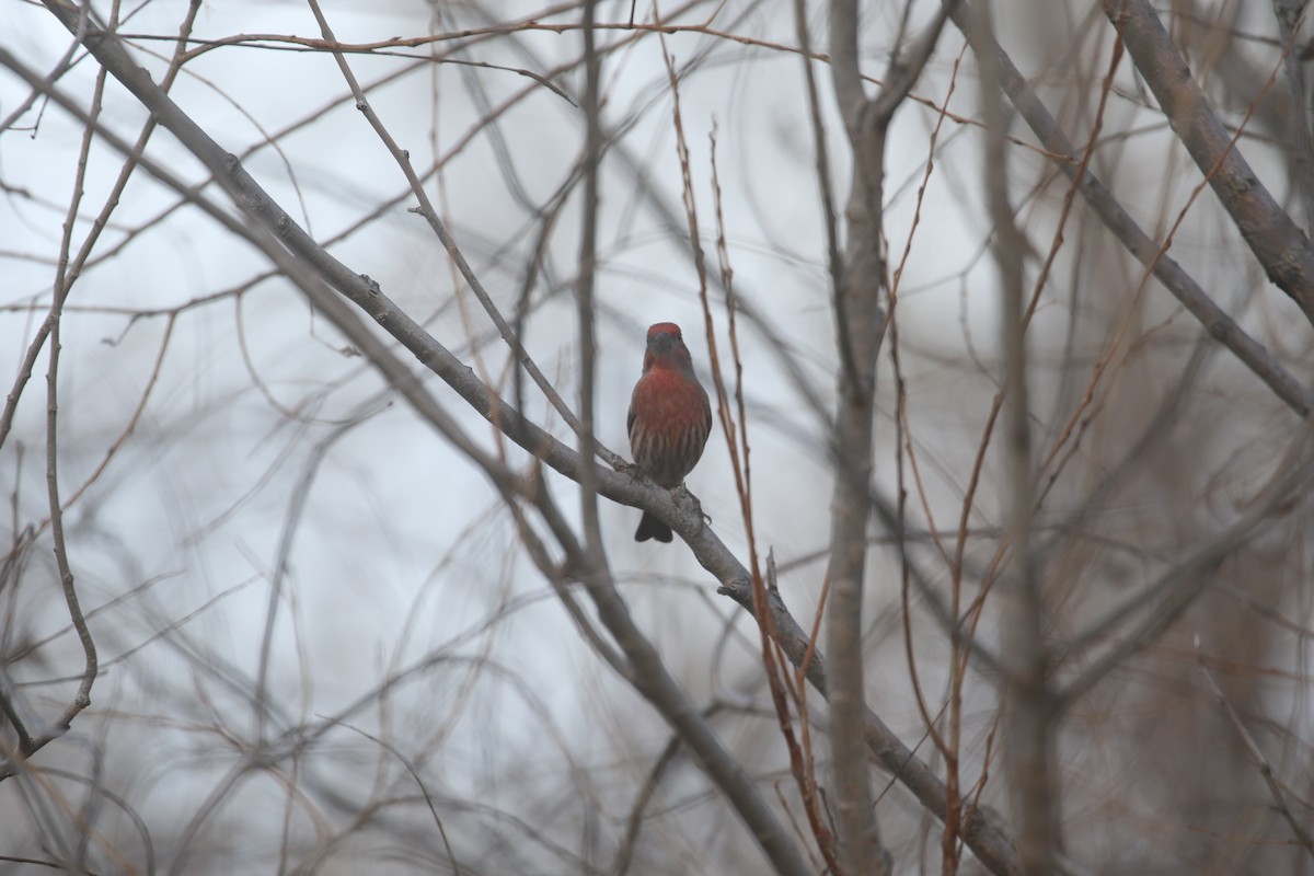 Мексиканская чечевица - ML646317237