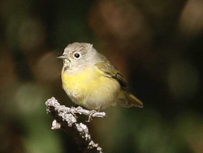 Nashville Warbler - ML646317240