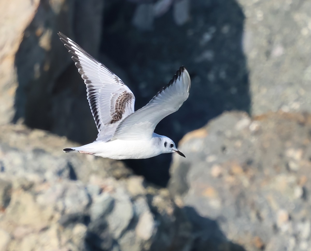 Gaviota de Bonaparte - ML646317242