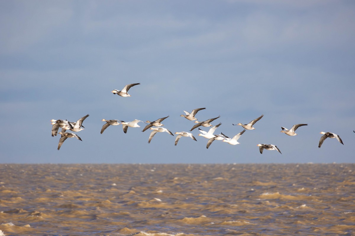 Snow Goose - ML646317244