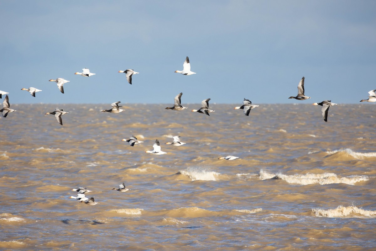 Snow Goose - ML646317245