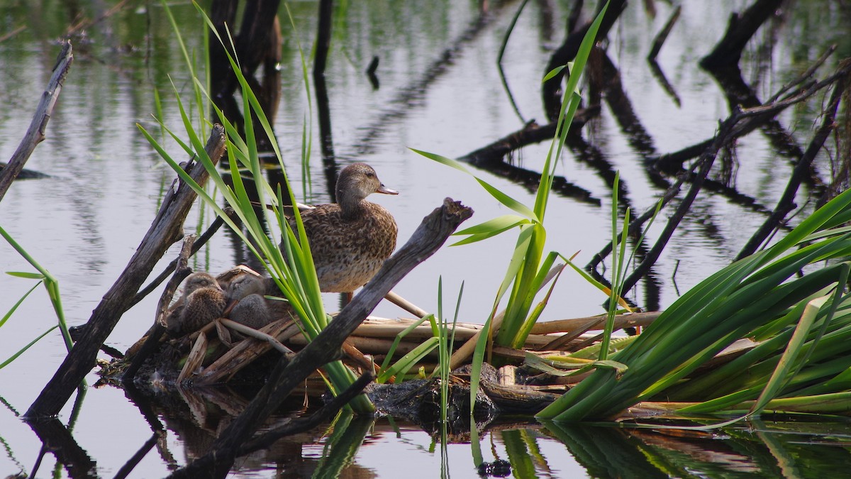 American Black Duck - ML646317247