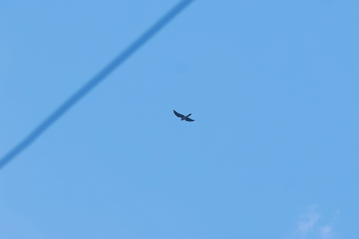 Madagascar Cuckoo - ML646317248