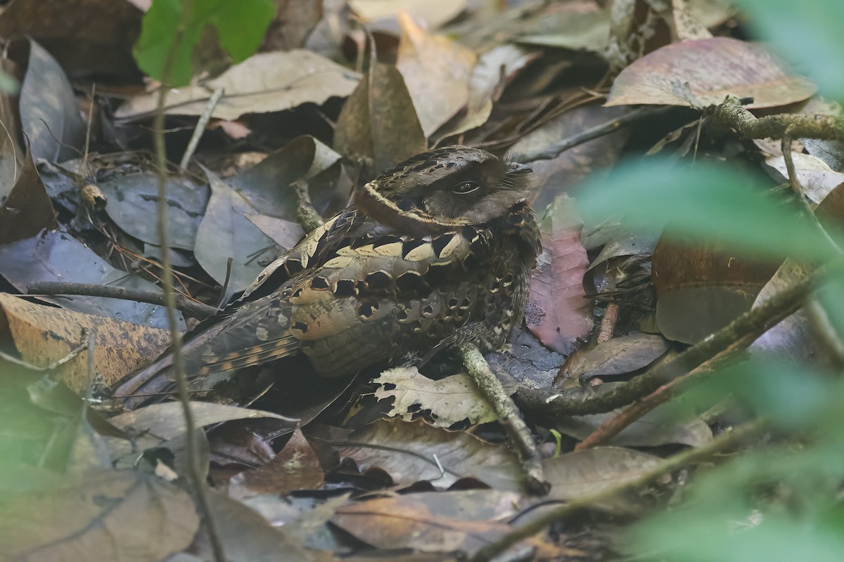 Collared Nightjar - ML646317249