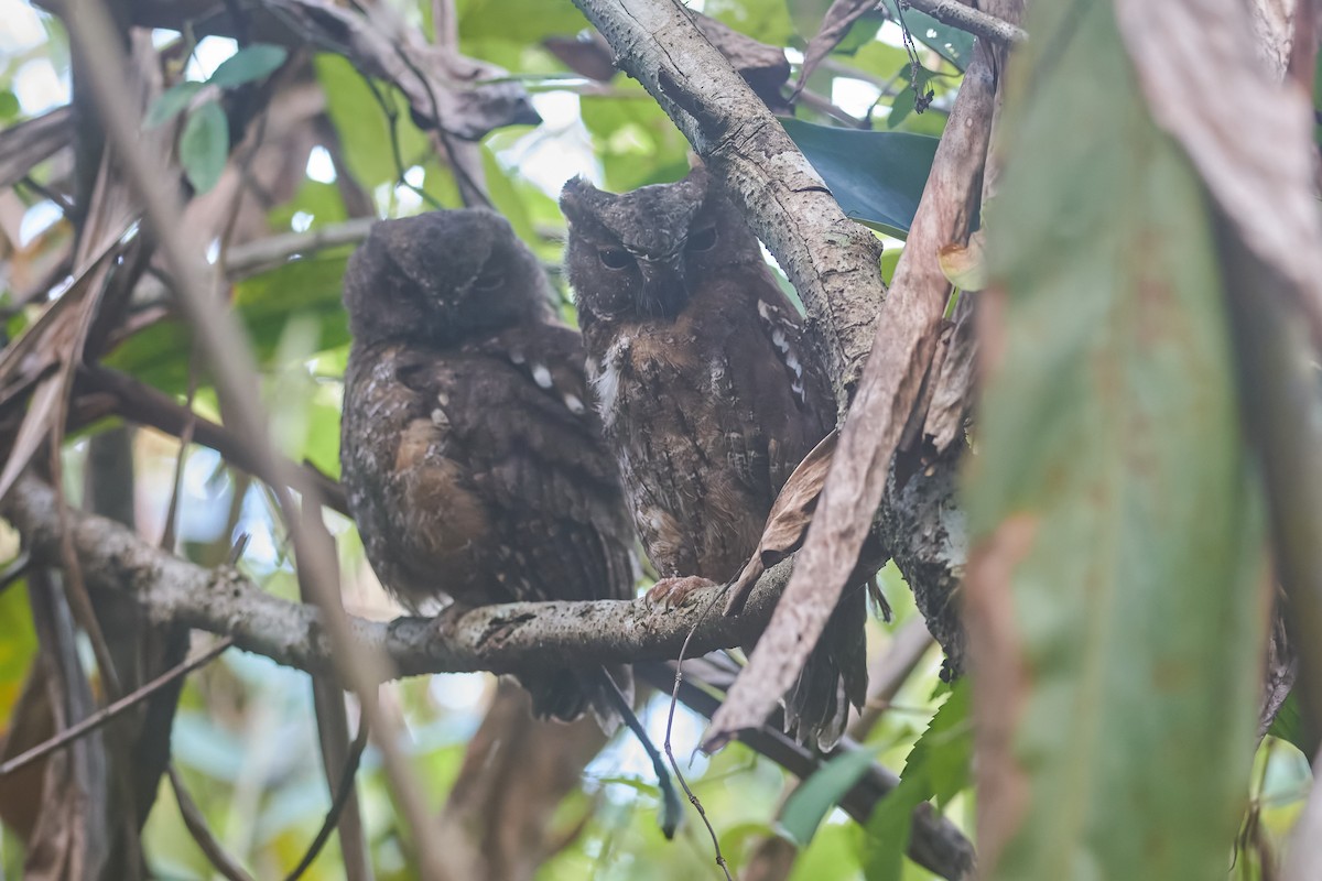 Madagascar Scops-Owl - ML646317250