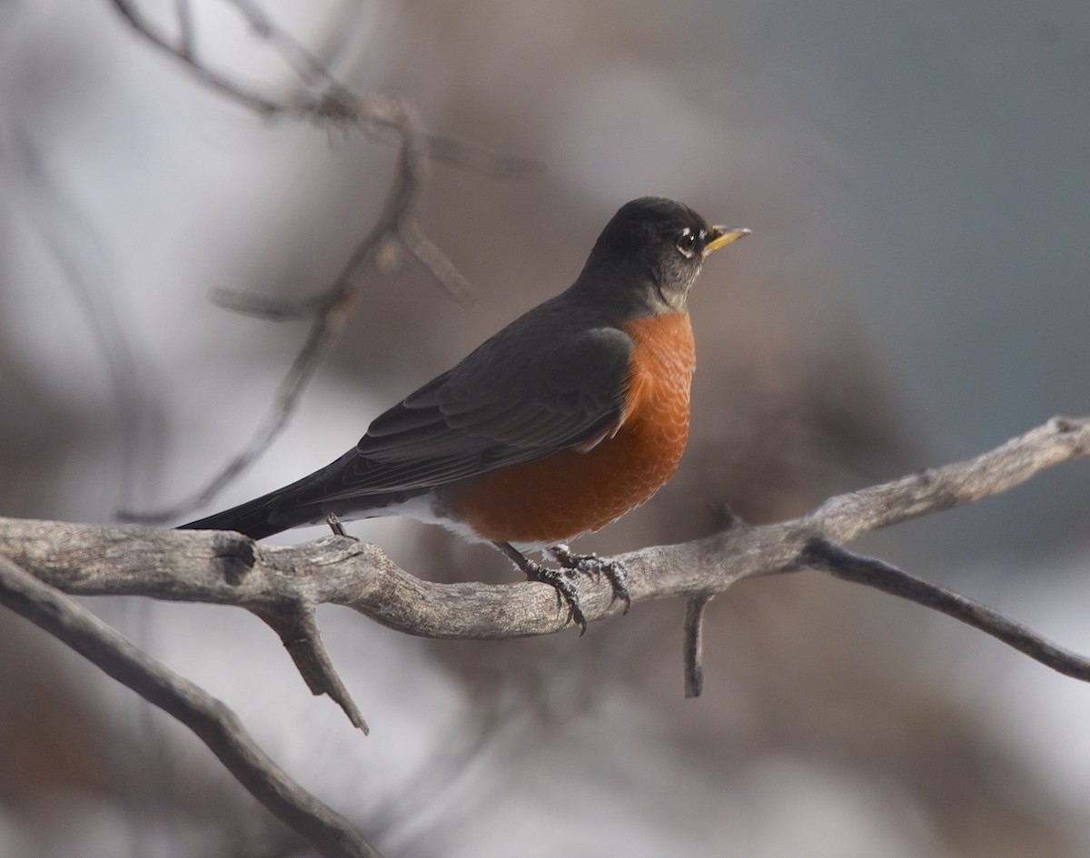 American Robin - ML646317251