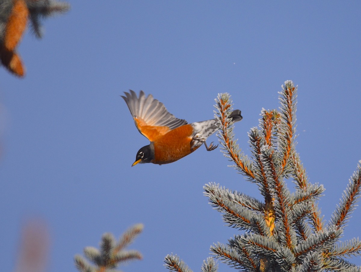 American Robin - ML646317252