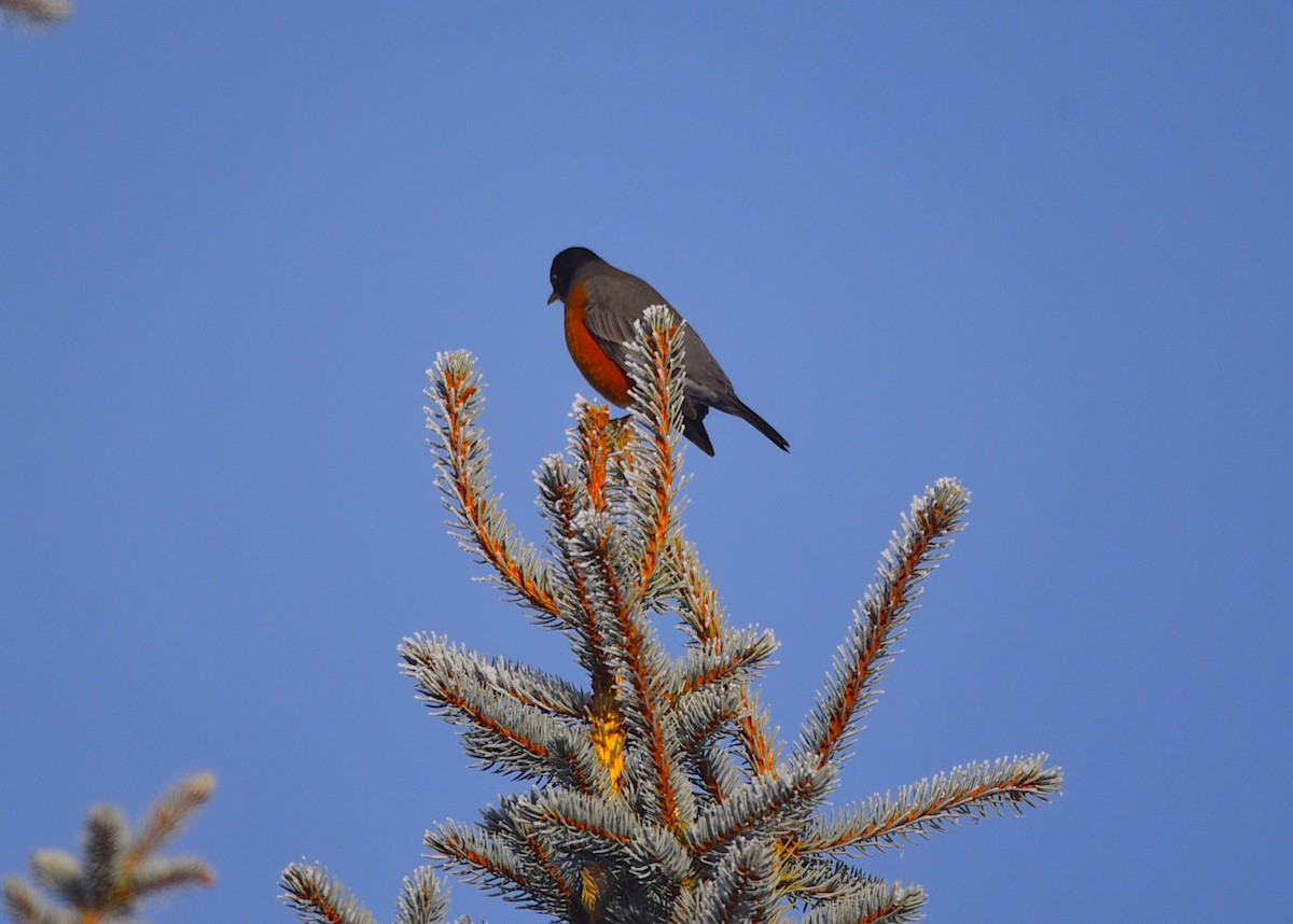 American Robin - ML646317253