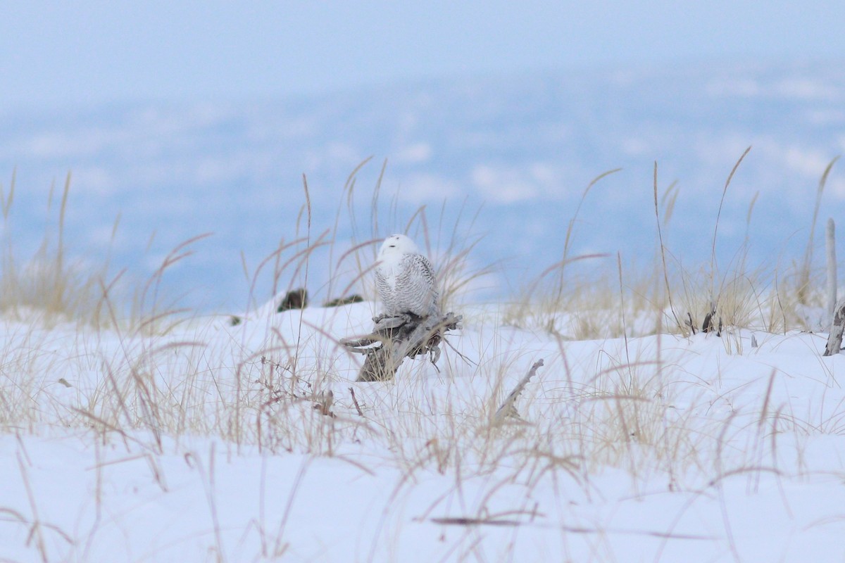 Snowy Owl - ML646317254