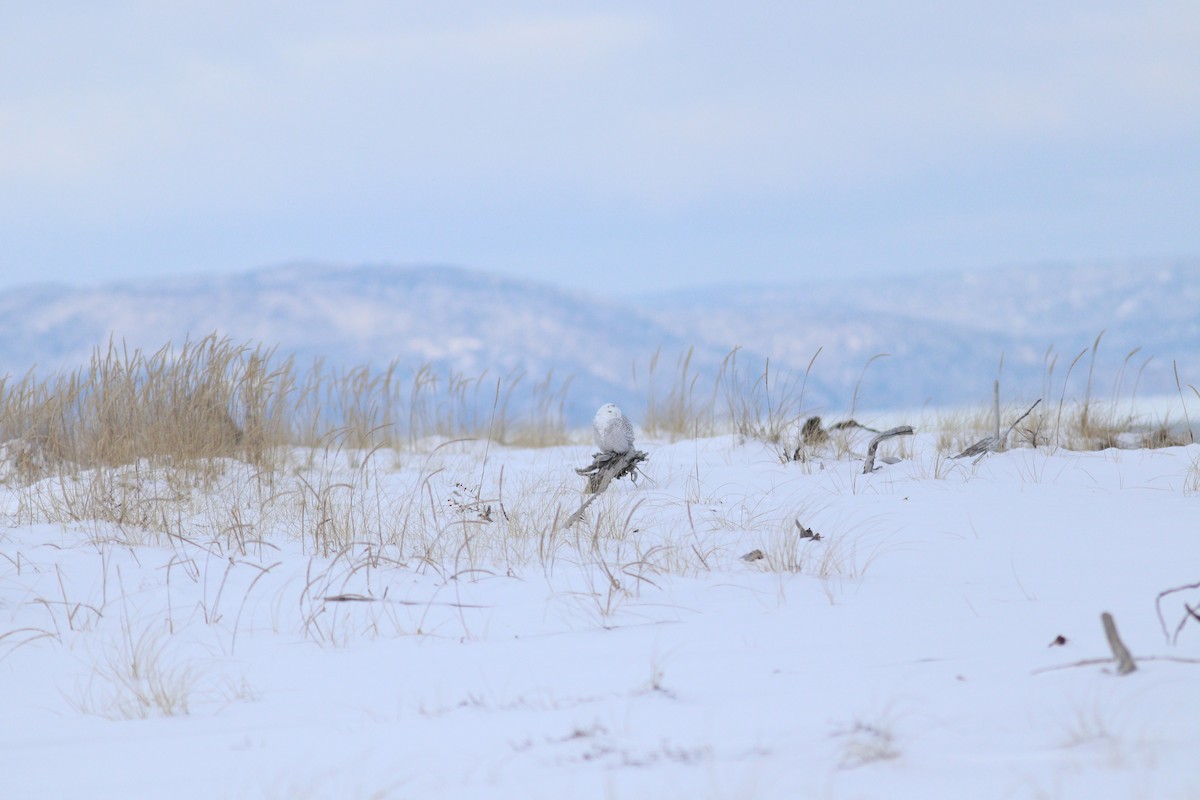 Snowy Owl - ML646317255