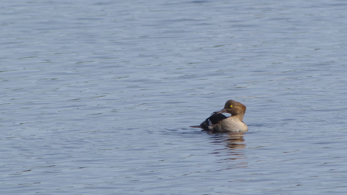 morčák chocholatý - ML646317256