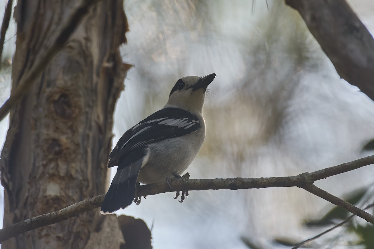 Hook-billed Vanga - ML646317258