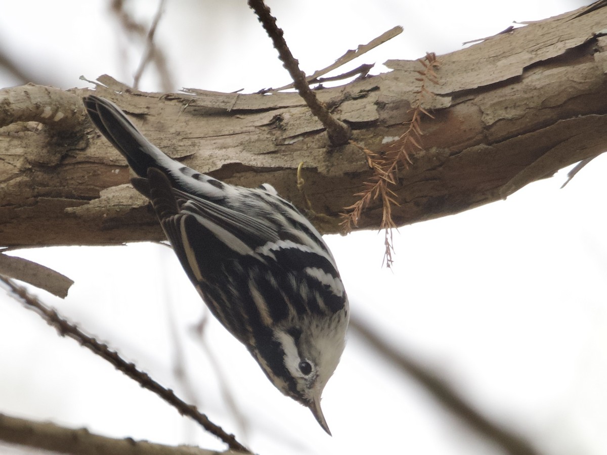 Paruline noir et blanc - ML646317259
