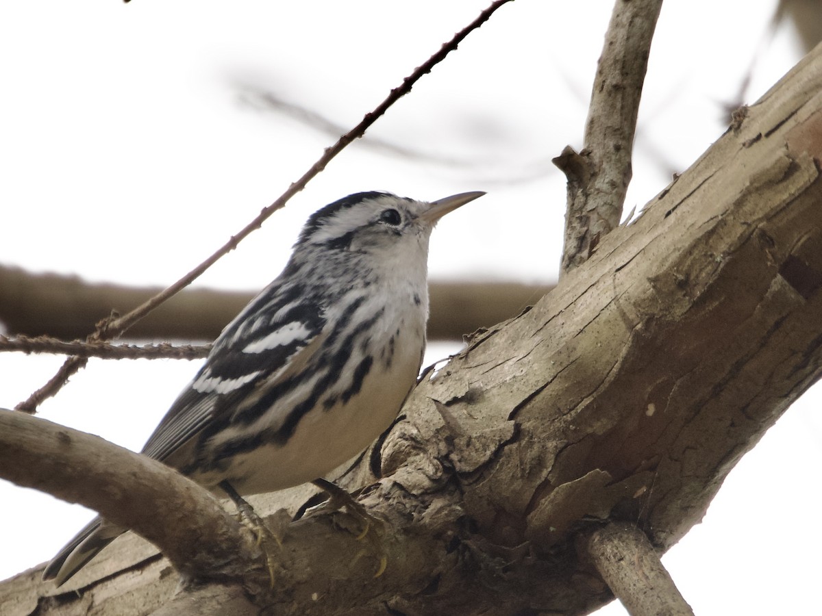 Paruline noir et blanc - ML646317260