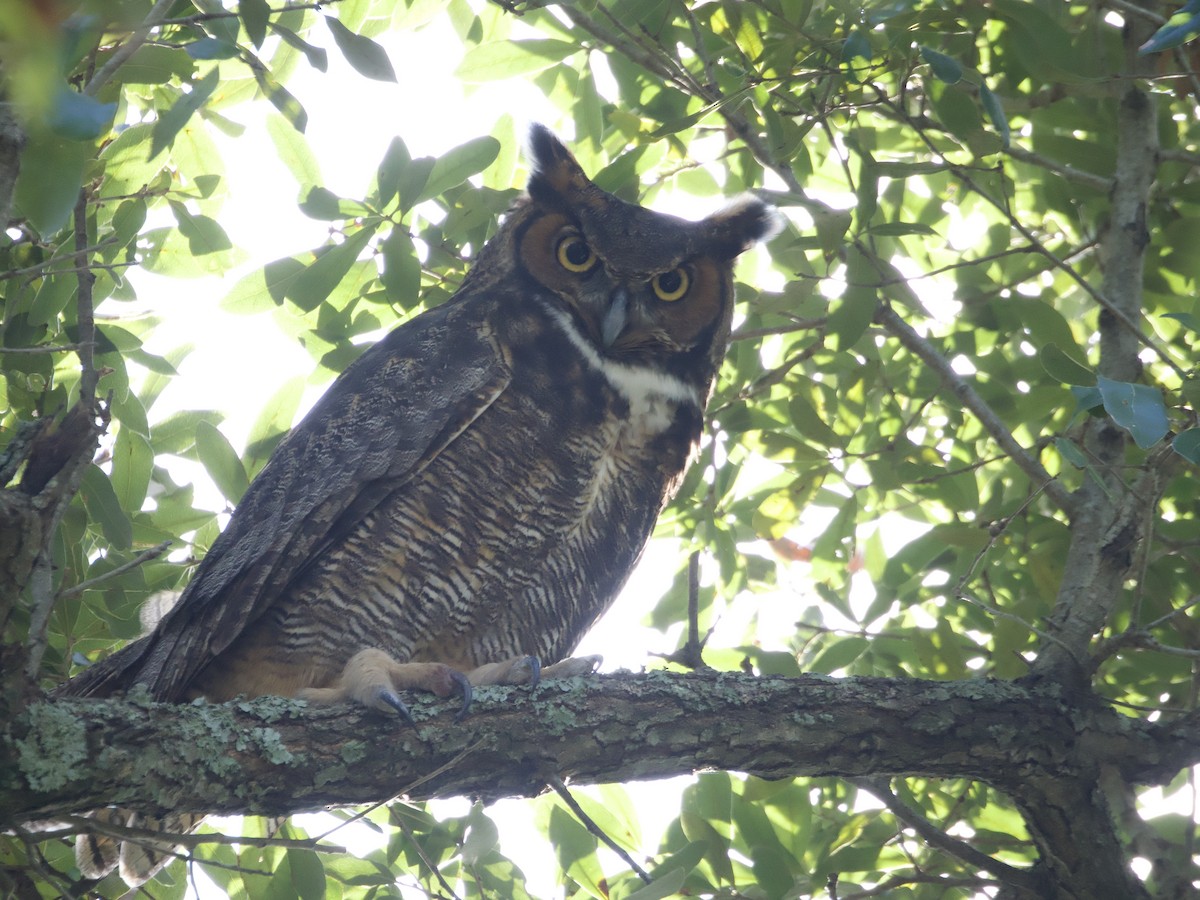 Grand-duc d'Amérique - ML646317262