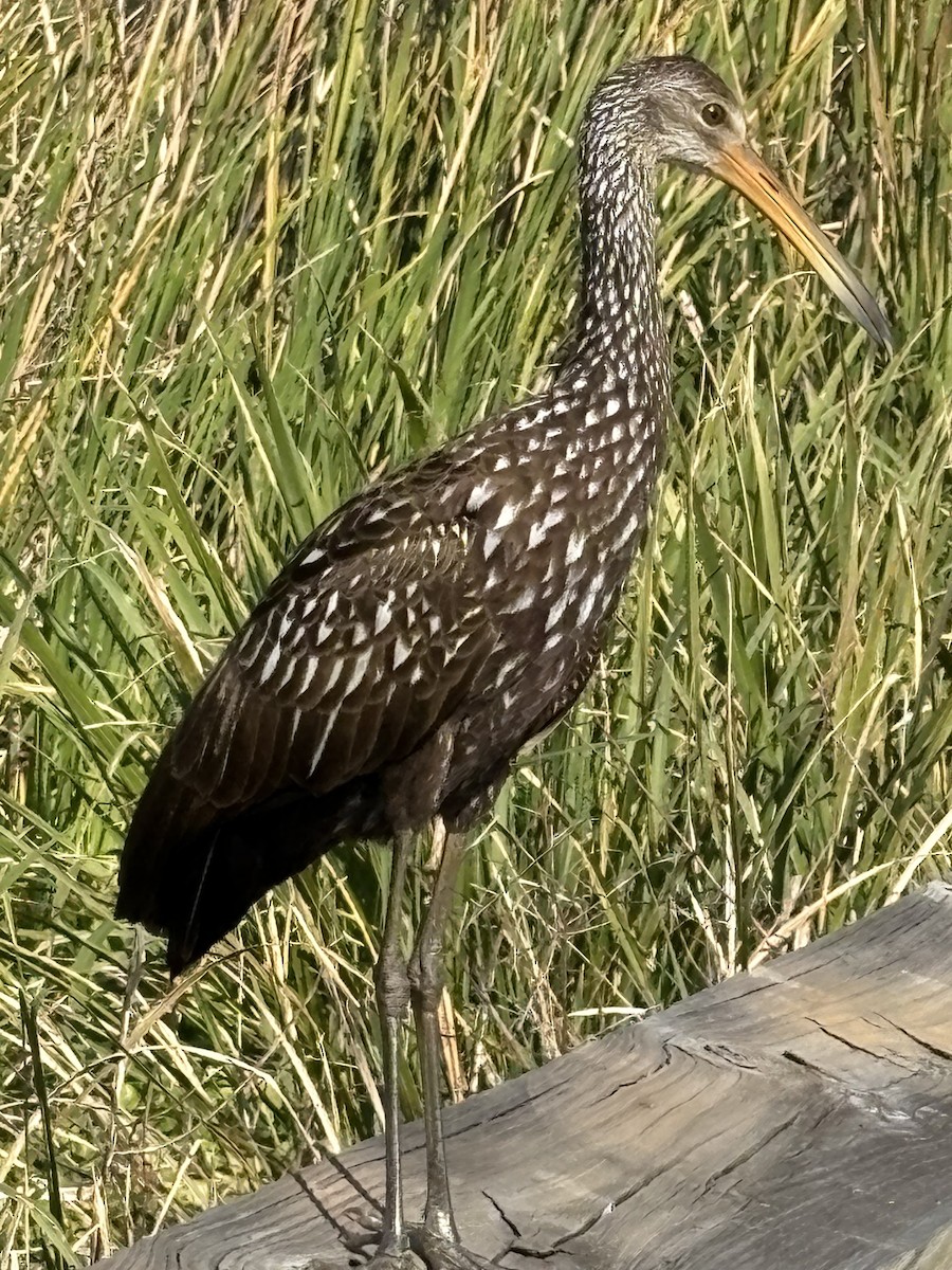 Limpkin - ML646317263