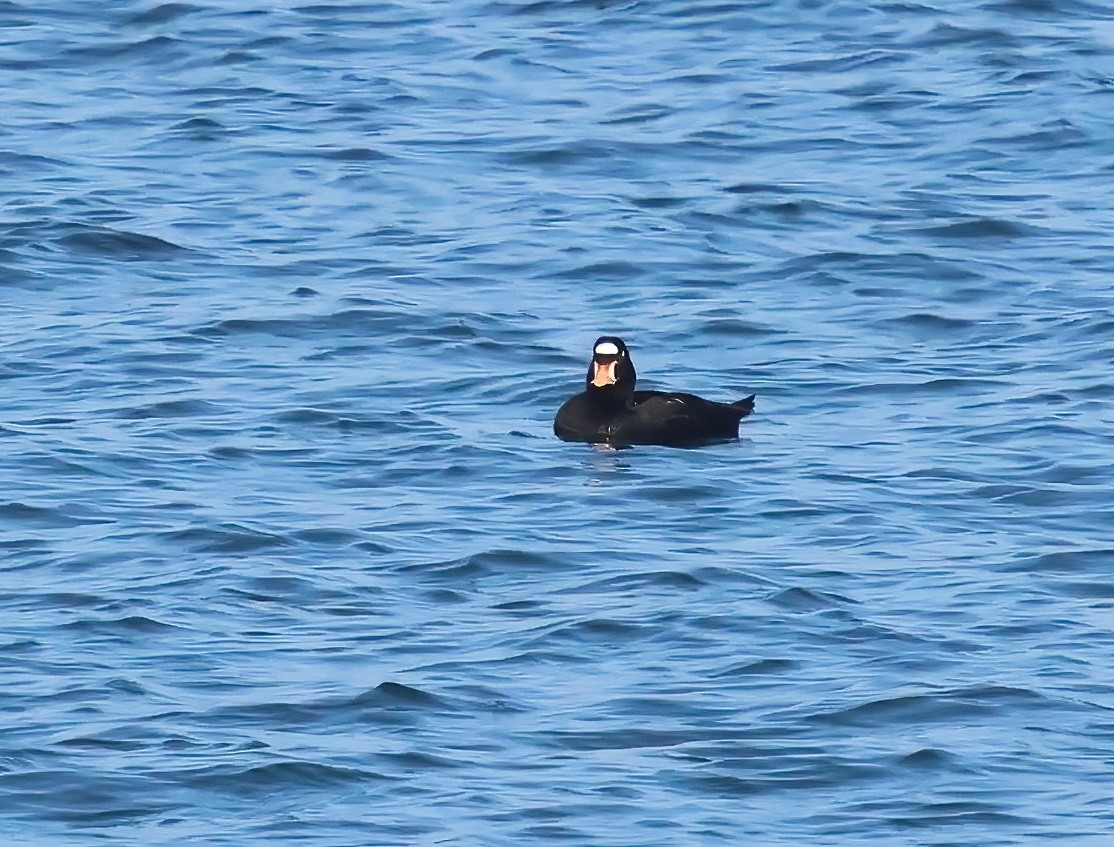 Surf Scoter - ML646317264