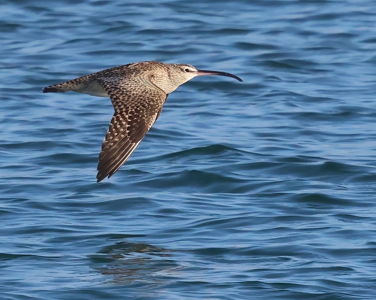Hudsonian Whimbrel - ML646317265