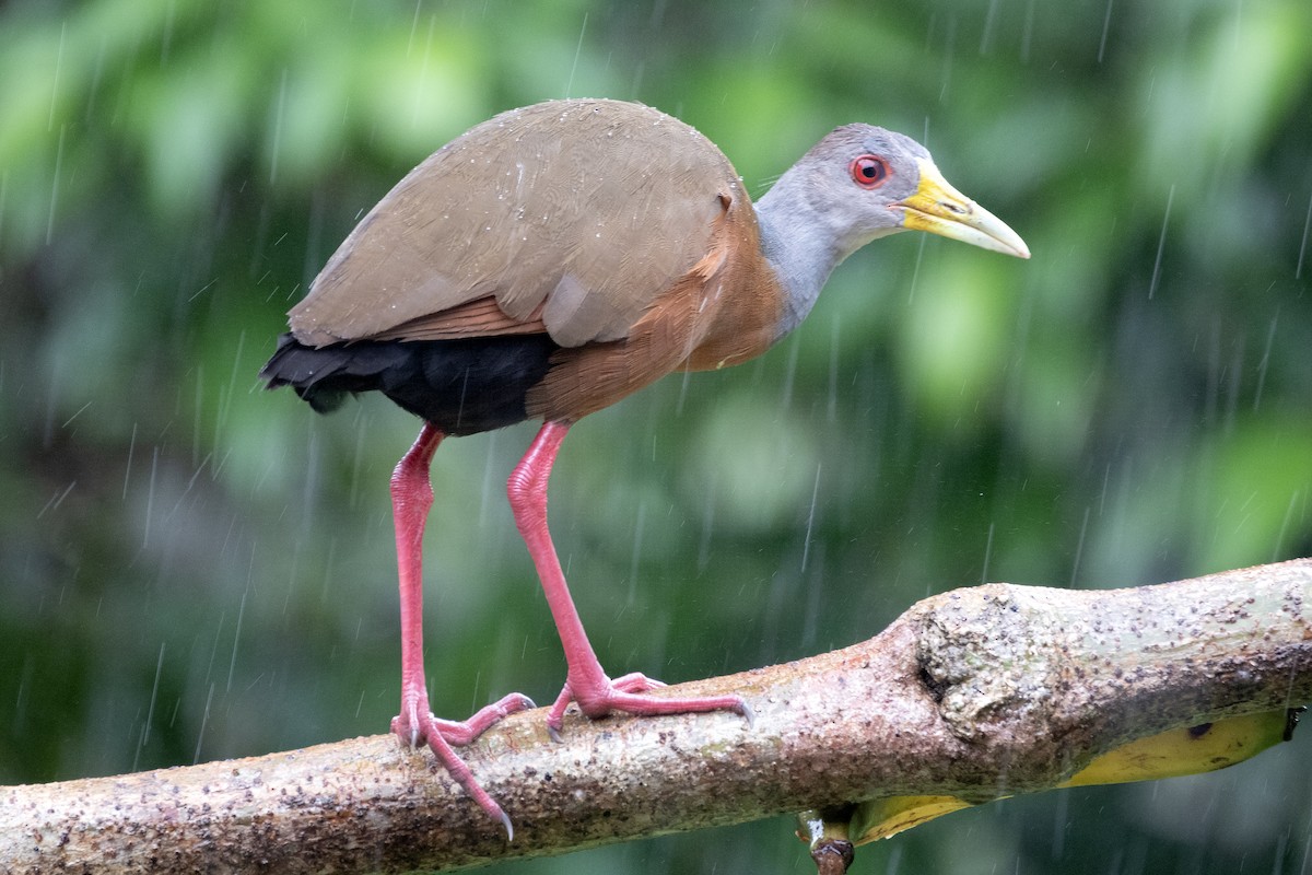 Gray-cowled Wood-Rail - ML646317266