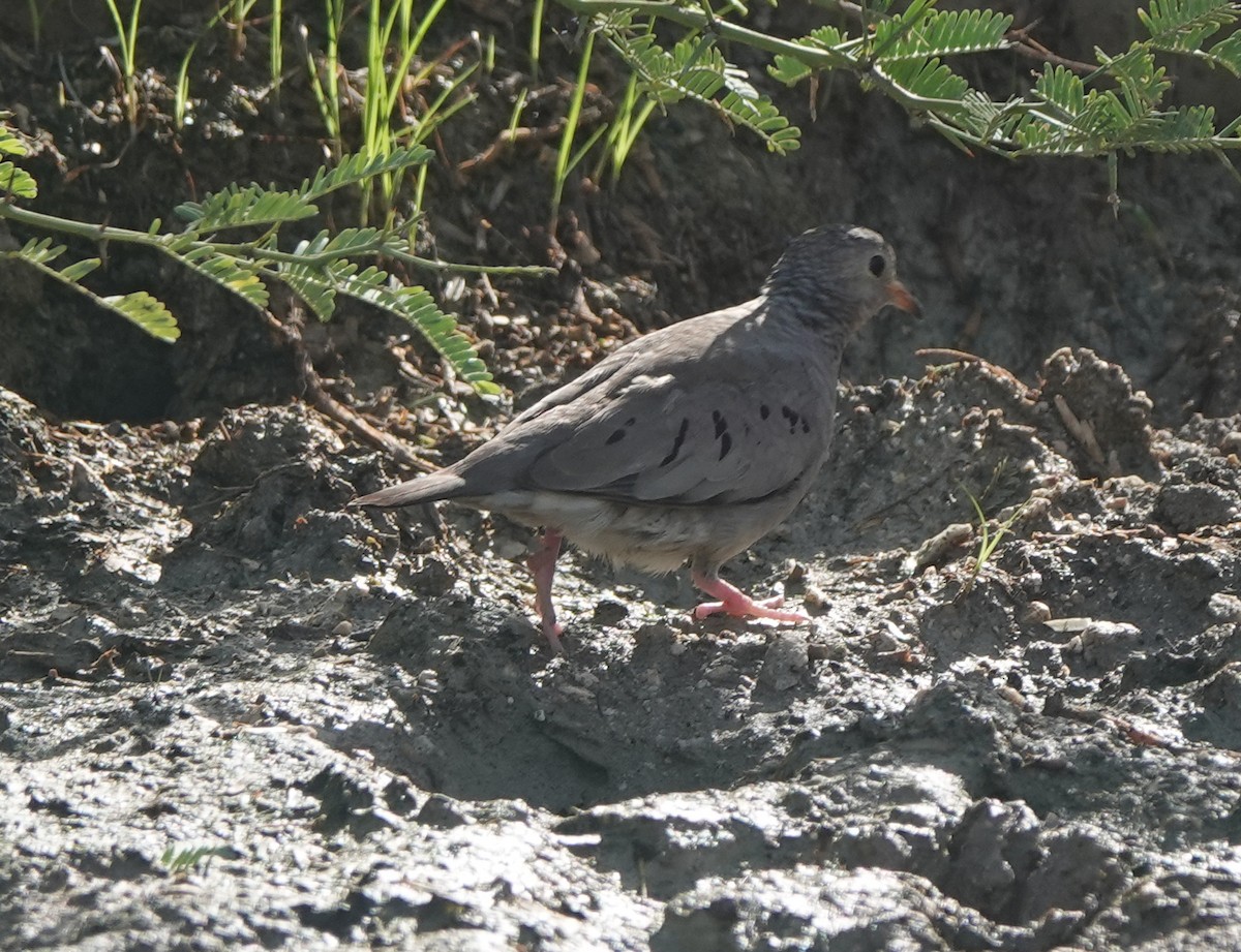 Common Ground Dove - ML646317267