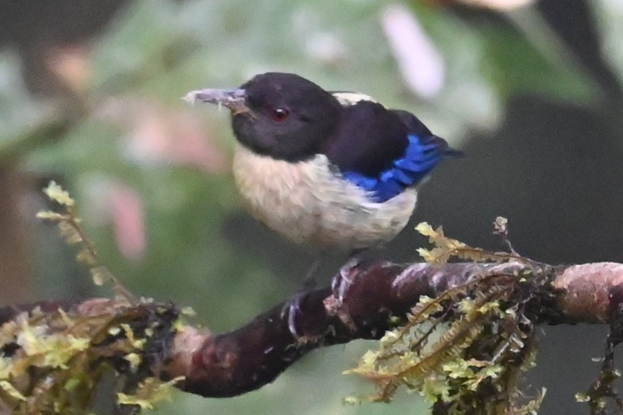 Golden-collared Honeycreeper - ML646317268