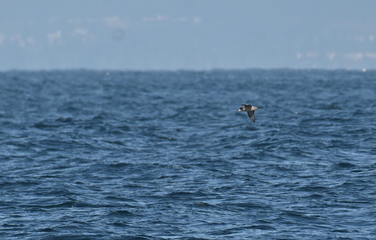 Kutup Fırtınakuşu (rodgersii) - ML646317271