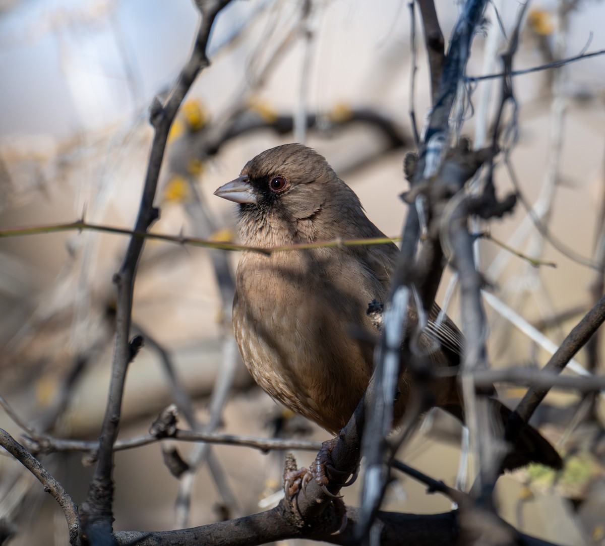 Abert's Towhee - ML646317272