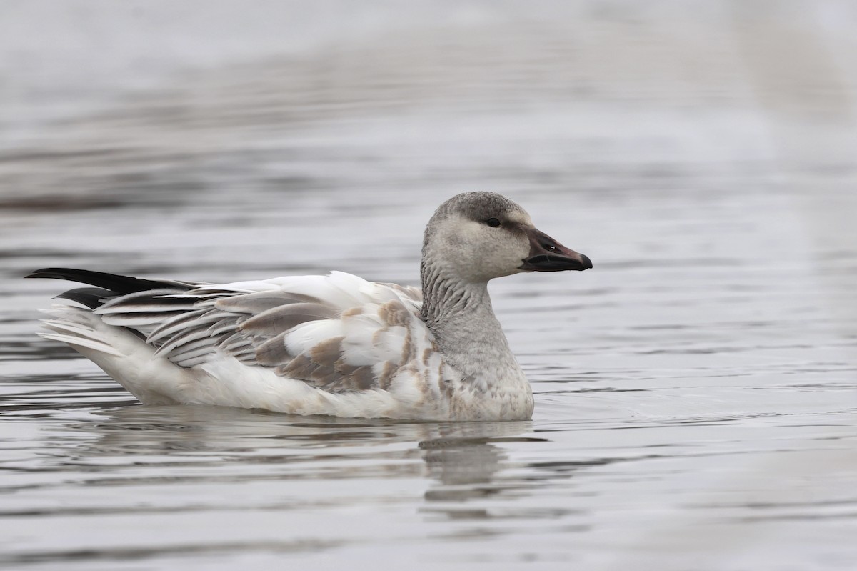 Snow Goose - ML646317273