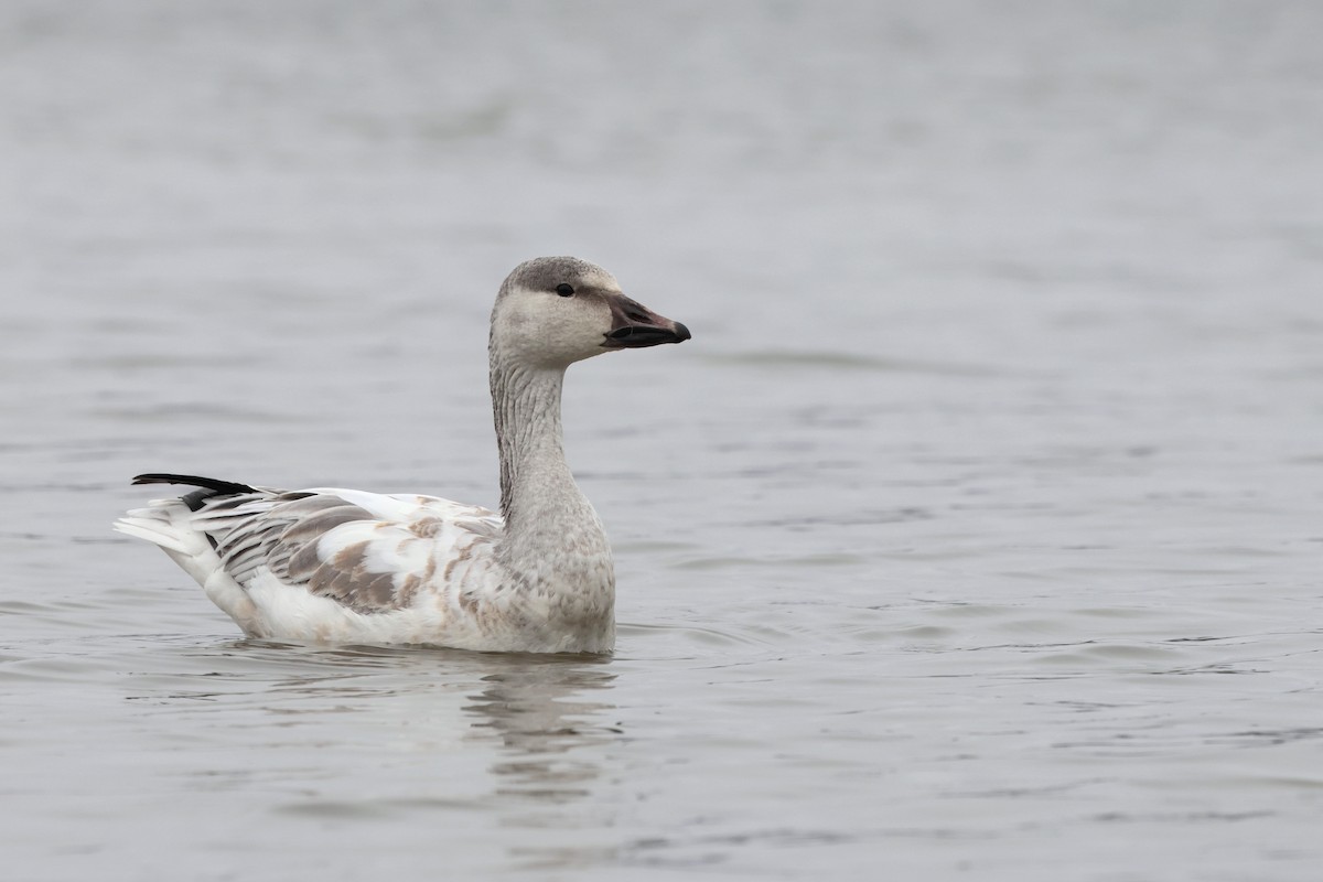 Snow Goose - ML646317278