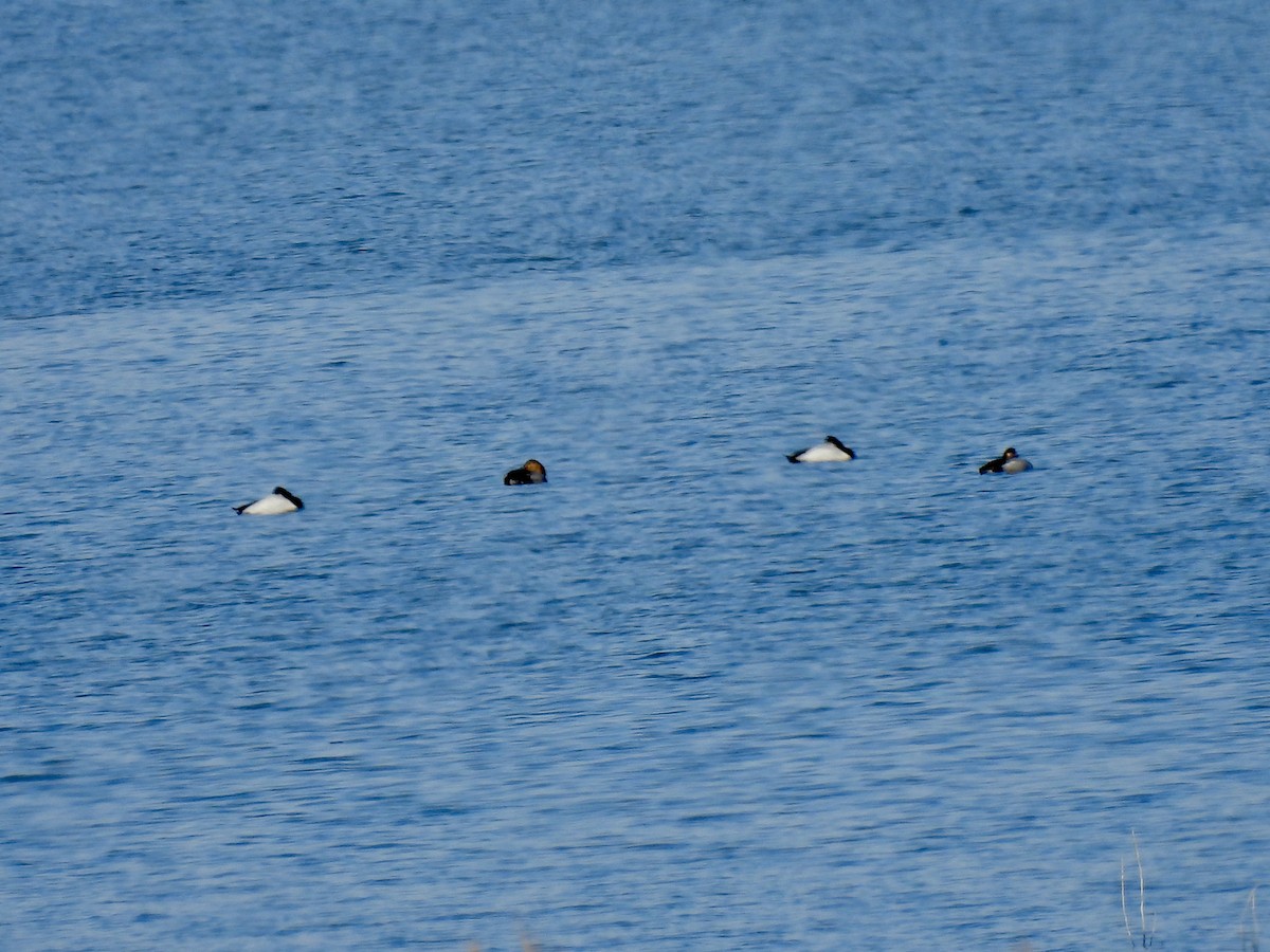 Canvasback - ML646317280