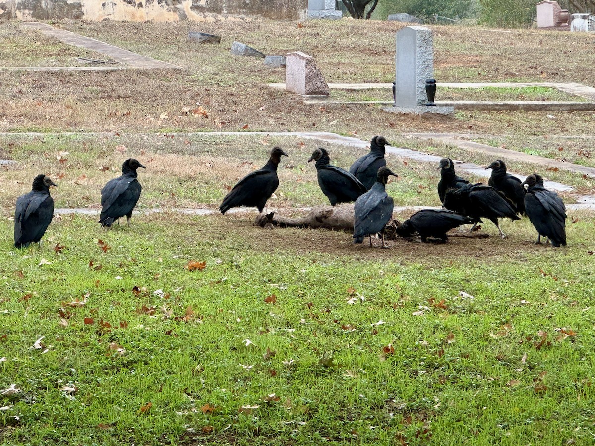 Black Vulture - ML646317281