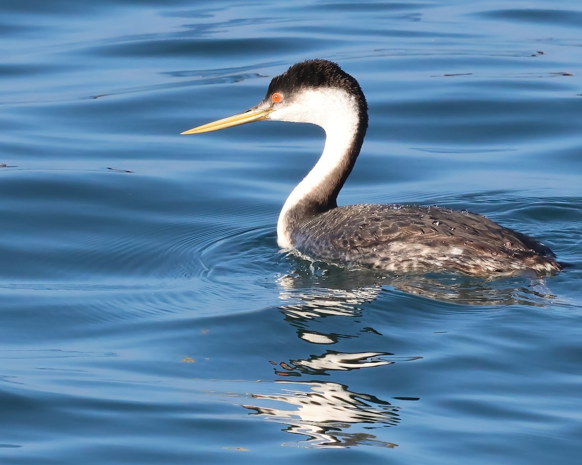 Clark's Grebe - ML646317282