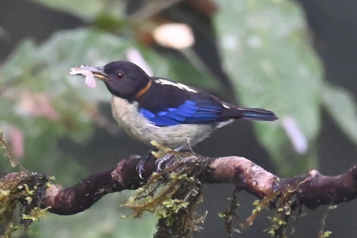 Golden-collared Honeycreeper - ML646317284