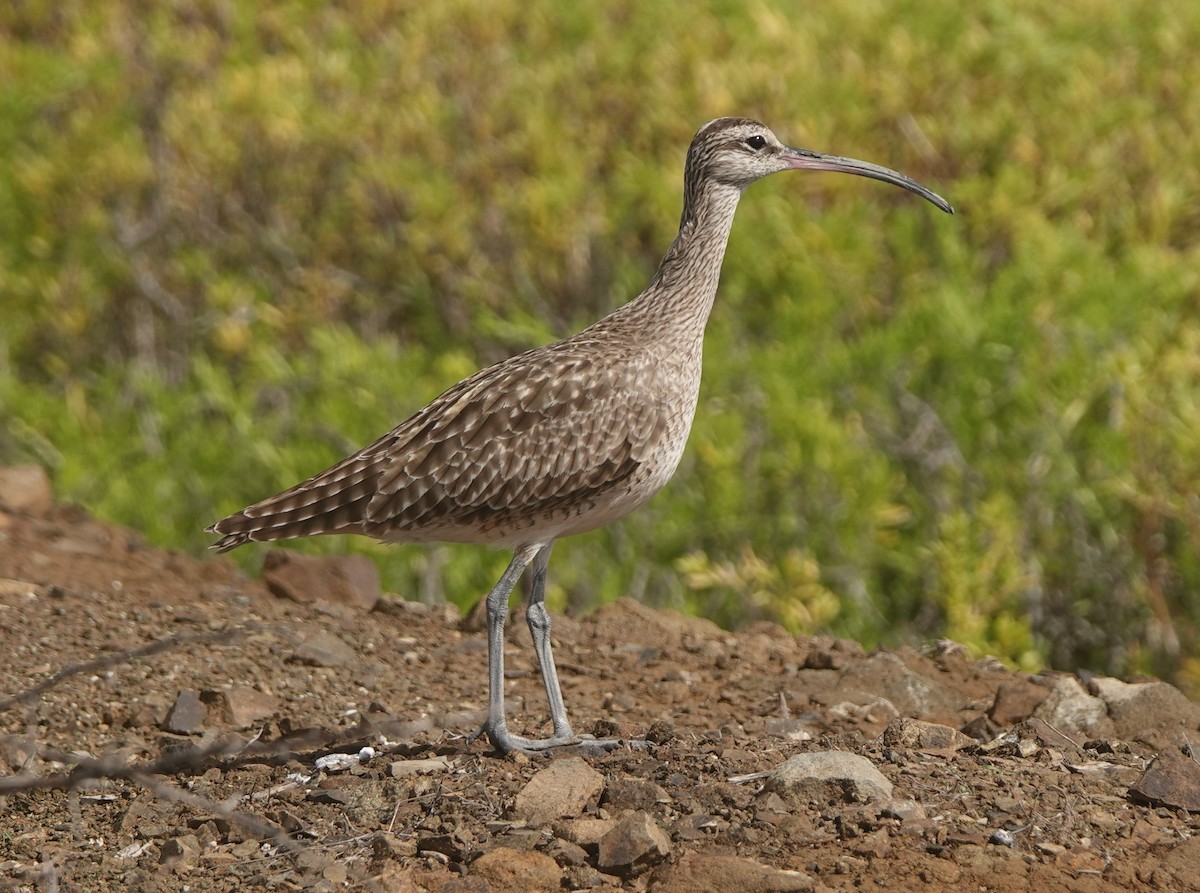 Hudsonian Whimbrel - ML646317285