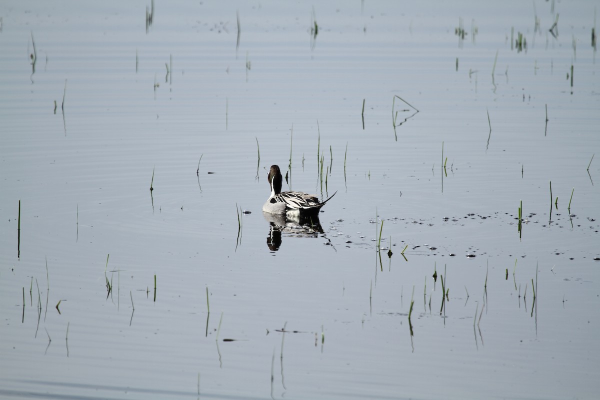 Northern Pintail - ML646317286