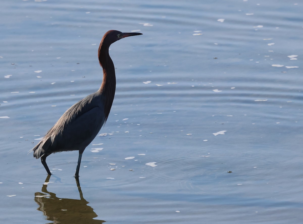Reddish Egret - ML646317287