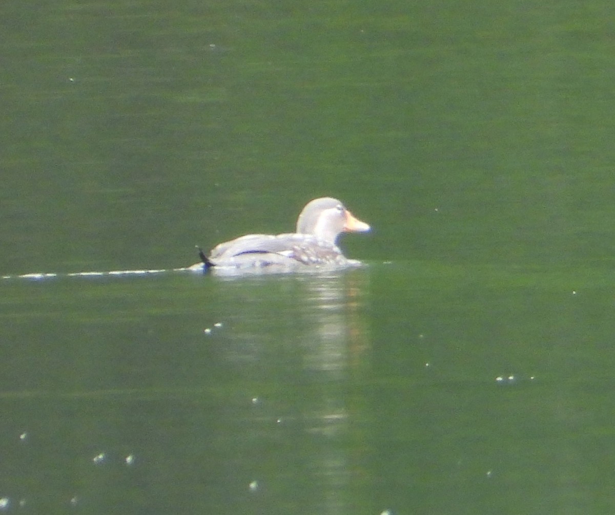 Flying Steamer-Duck - ML646317289