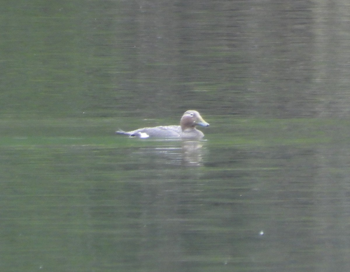Flying Steamer-Duck - ML646317290